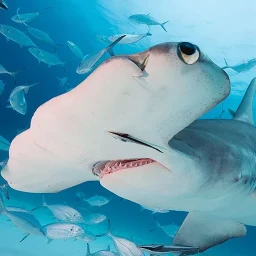 Icono de The Hammerhead Shark